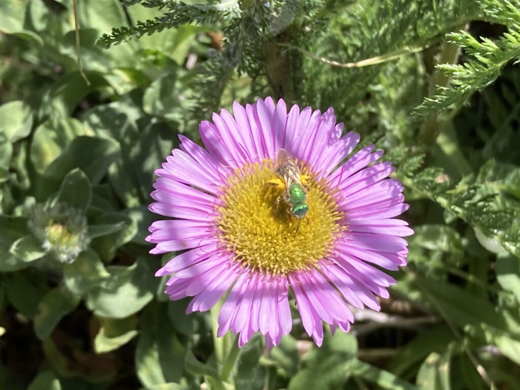 A Metallic Green Sweat Bee on an Erigeron bloom