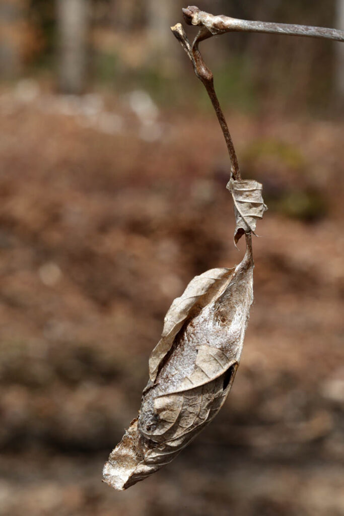 promethea moth cocoon